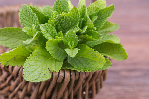 fresh mint