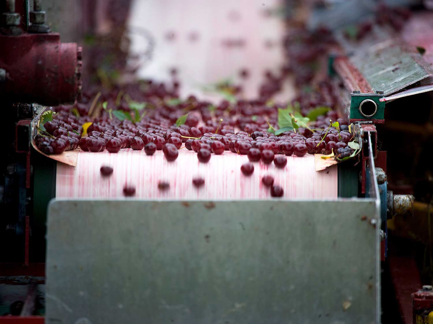 Cherries are fermented for three to five days and pressed with natural yeast.