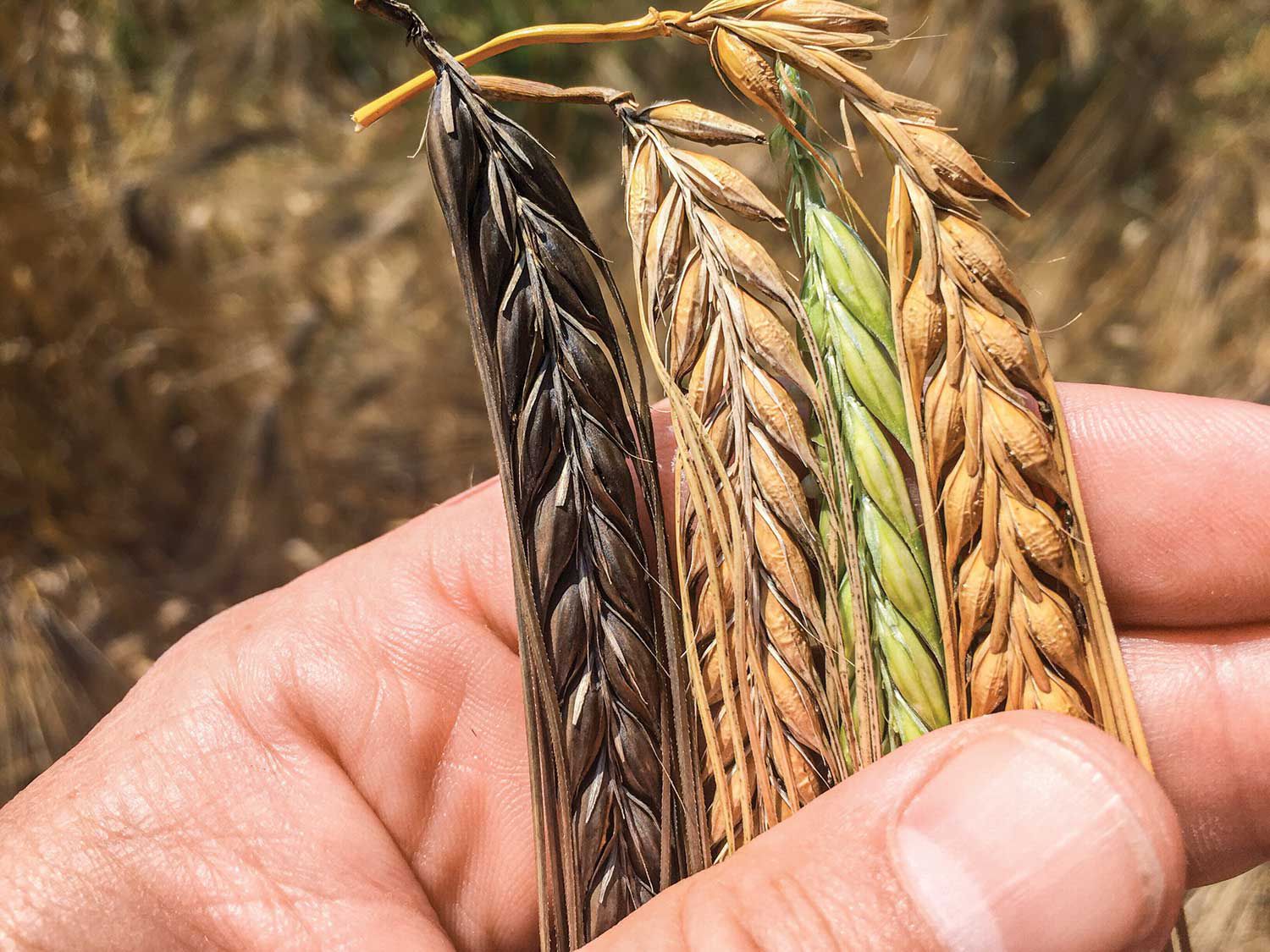 Skagit Valley farmers are growing barley varieties new and old for the distillery.