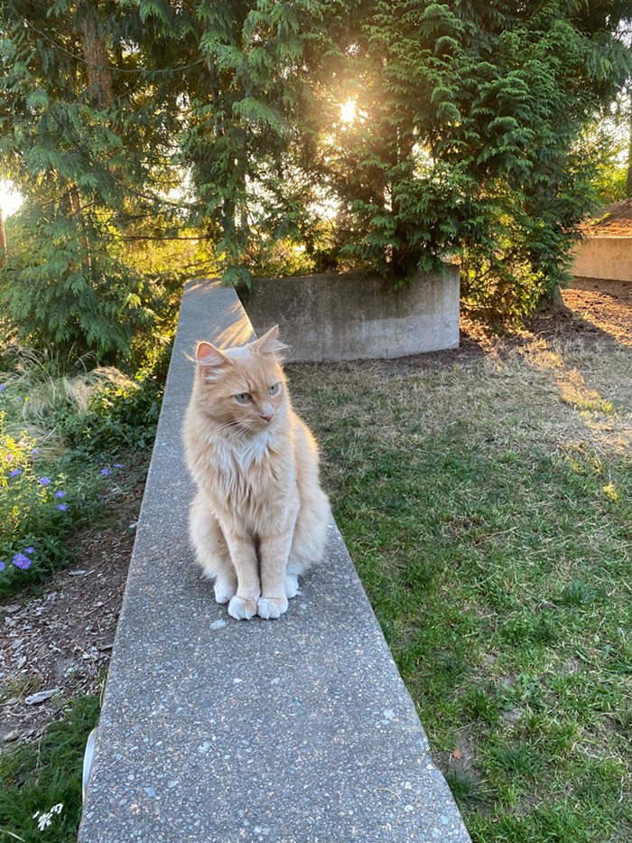 Lets reimagine public safety by replacing cops with cats. Lets reimagine public safety by replacing cops with cats.