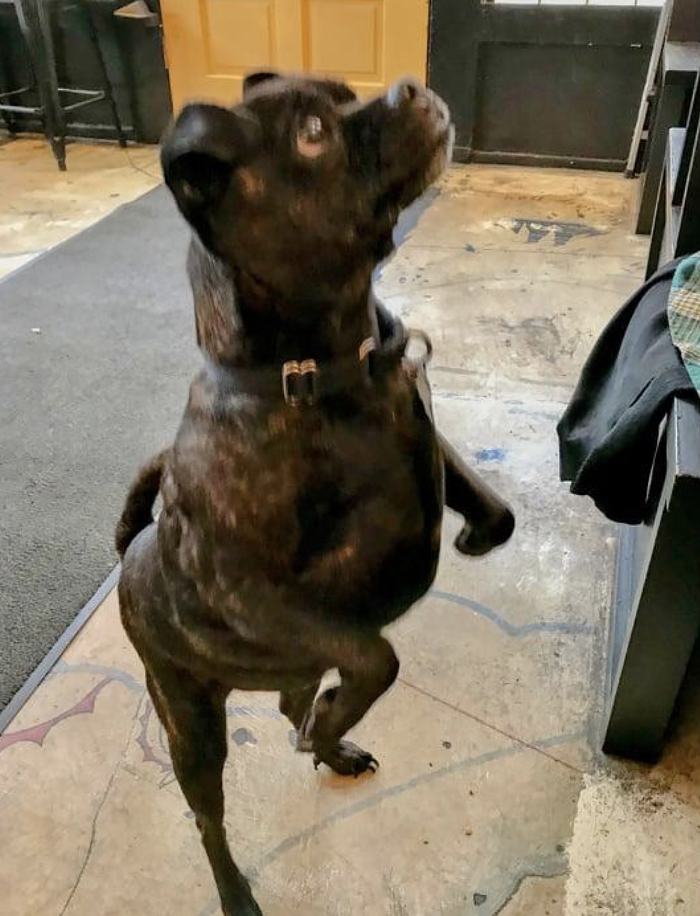 Sandwich enthusiast Tommy Lee Bones is ready to greet you. Er, I mean your food. Sandwich enthusiast Tommy Lee Bones is ready to greet you. Er, I mean your food.