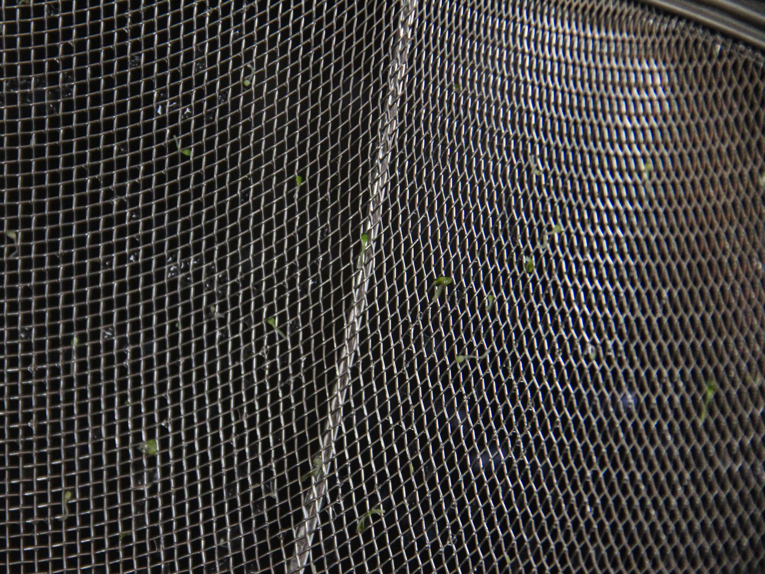 An up close look at the textured surface of a colander with bits of broccoli trapped in it