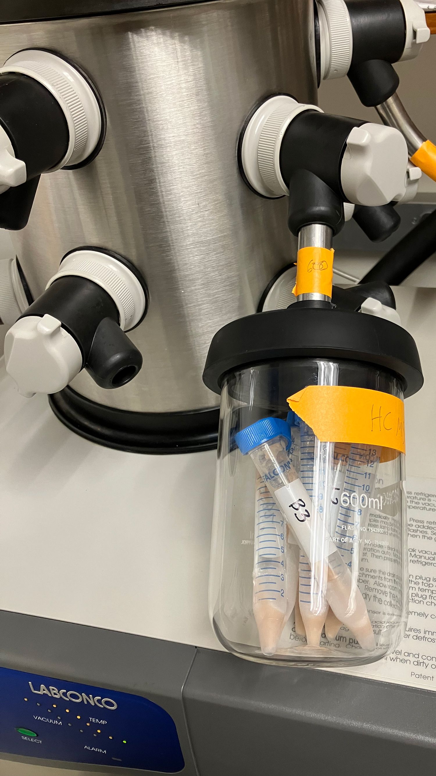 Bean samples during lyophilization