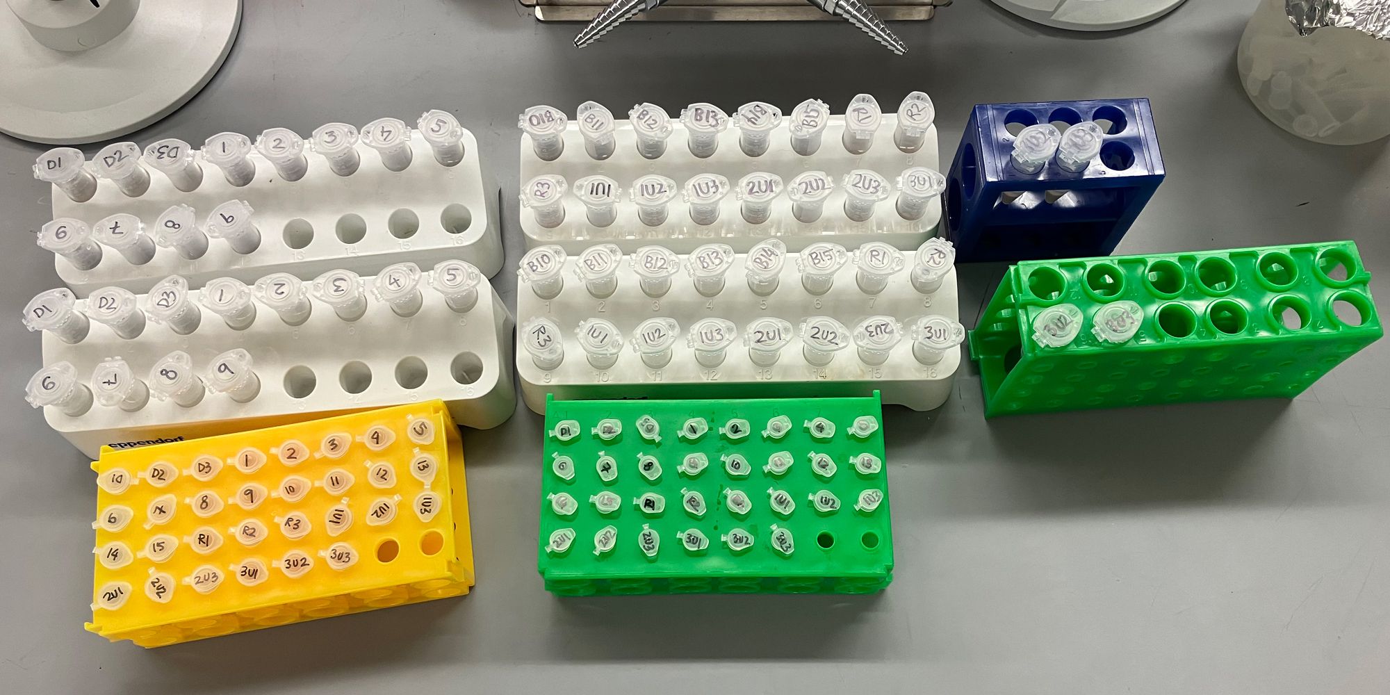 Overhead view of bean samples sent to Harvard