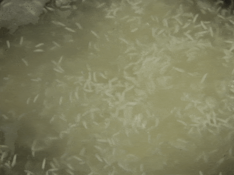 A gif showing rice parboiling in a pot