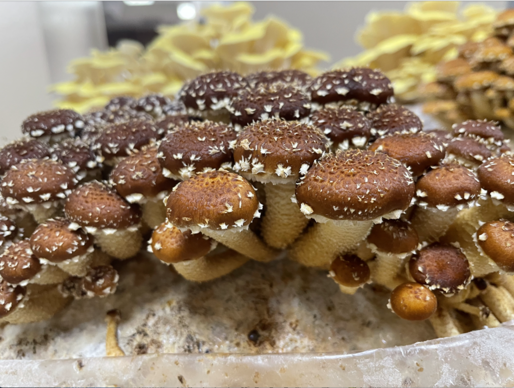 Canyon Creek Mushrooms